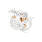 Splash Image